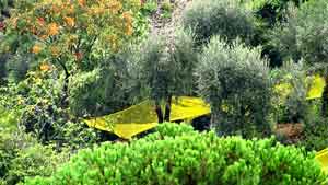 Portofino Olivenernte